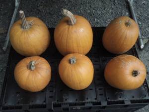 H pumpkins